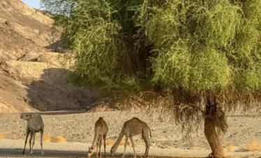 Quad Fahren Hurghada Erfahrungen – Offroad-Tour durch Wüste und Dünen